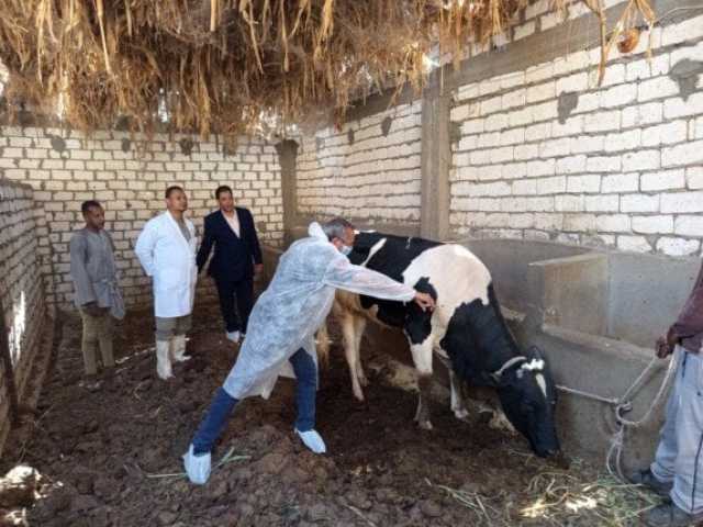 تحصين أكثر من 700 ألف رأس ماشية ضد الحمى القلاعية والوادي المتصدع في المحافظات