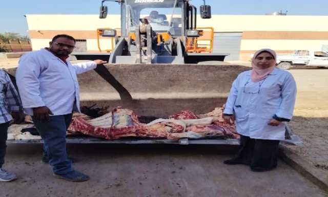 بيطري الأقصر يُعدم عِجلاً يزن نصف طن بعد اكتشاف إصابته بـ'الصفراء'