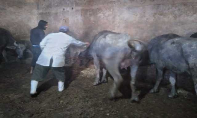 بيطري الإسكندرية تواصل حملتها الثالثة لتحصين الماشية