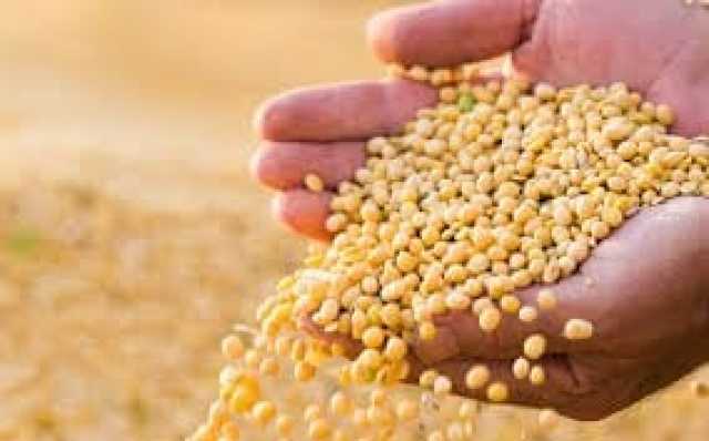 ارتفاع أسعار فول الصويا مع تزايد آمال تخفيف التوترات التجارية
