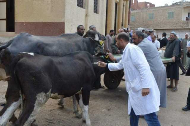 الزراعة تنجح في احتواء متحوّر الحمى القلاعية.. وتوفّر 8 ملايين جرعة لقاح للمربين