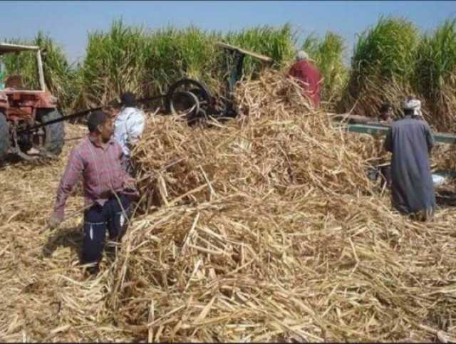 نقادة.. حين تحوَّلت السحابة السوداء إلى فرصة خضراء