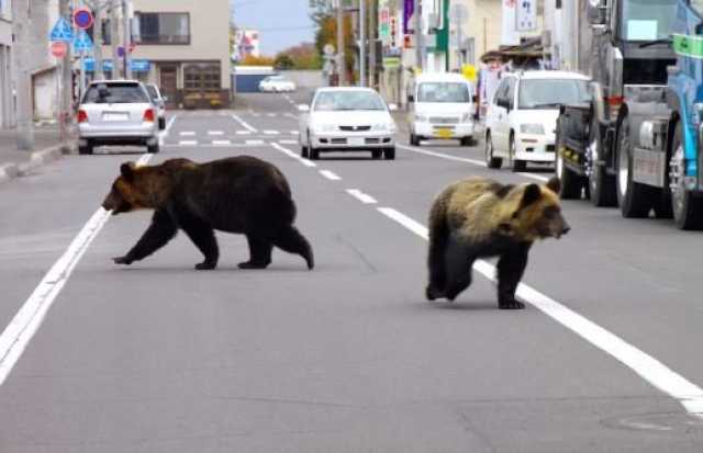 بعد وصولها للمنازل.. اليابان تسمح بإطلاق النار على الدببة