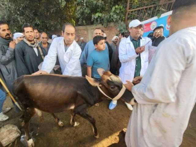 بيطري القليوبية: تحصين 41 ألف رأس ماشية ضد الحمى القلاعية