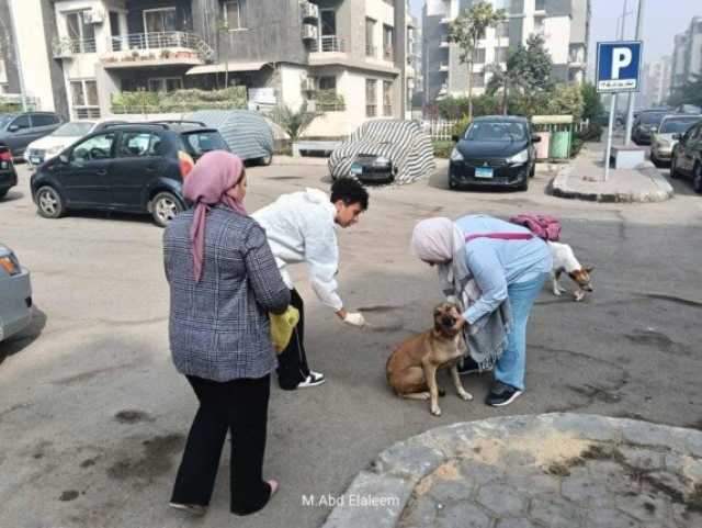 استئناف حملات تطعيم الكلاب الضالة ضد مرض السعار بمدينة العبور