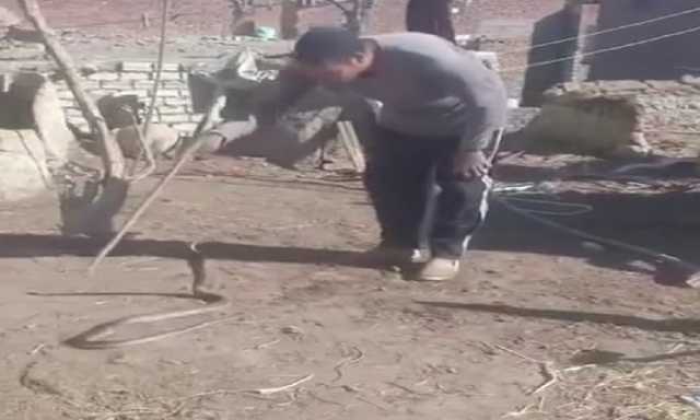 إصابة حاوي بلدغة ثعبان قاتلة بالفيوم