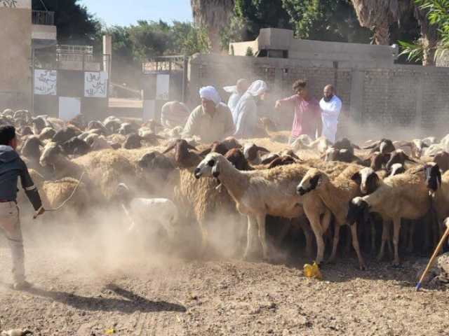 محافظ القليوبية يتابع مجهودات الحملة القومية لتحصين الثروة الحيوانية للوقاية من الأوبئة