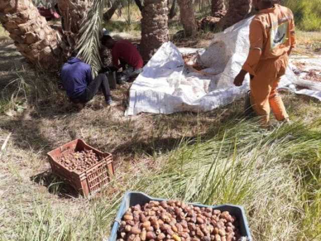 موسم بيع البلح.. موسم عودة الروح والتجارة والزواج في واحات مصر