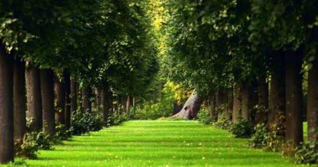 تفسير رؤيا «أشجار خضراء تملأ المكان» لابن سيرين