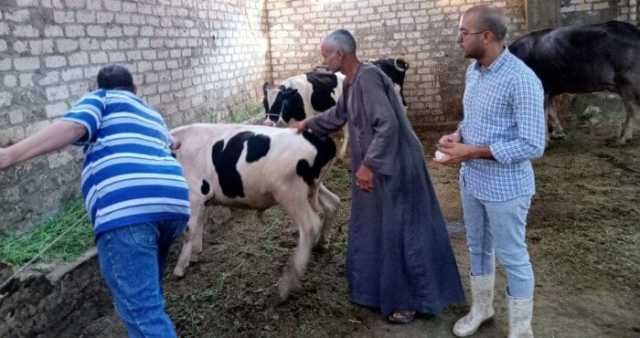 تحصين أكثر من 15 ألف رأس ماشية خلال الأسبوع الأول من الحملة القومية الثالثة في أسيوط