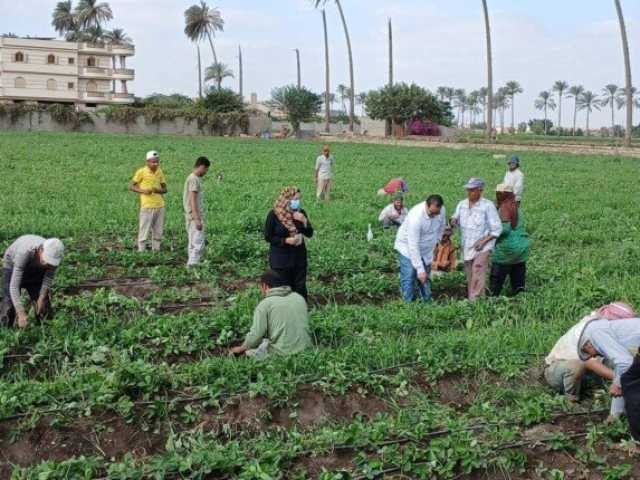 مركز الزراعات التعاقدية يواصل جهود مفاوضات التعاقد على المحاصيل البستانية