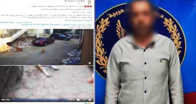 «الميديا فضحته».. ضبط المتهم بوضع طعام مسمم للكلاب الضالة بالقاهرة| فيديو
