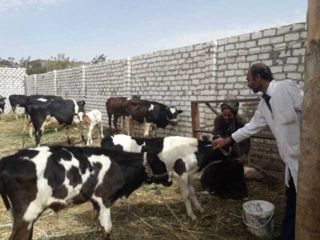 الزراعة: 8.5 مليون جرعة لتحصين الماشية ضد الحمى القلاعية والوادي المتصدع