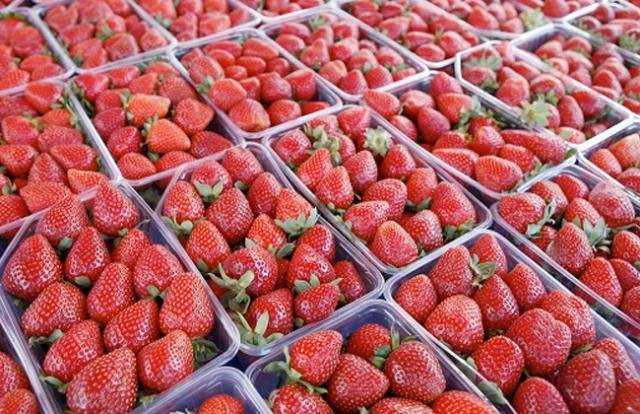 لا صحة للشائعات.. الفراولة المصرية في الصدارة رغم انخفاض الأسعار الموسمية