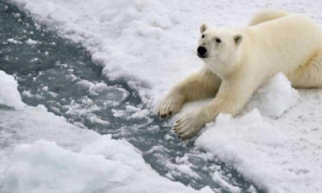دراسة: تغييرات جينية تمنح الدببة القطبية فرصة للتكيف مع تغير المناخ