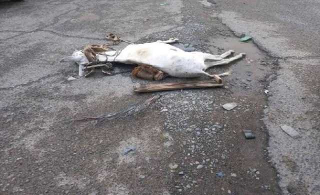 “مات لينقذ صاحبه”.. نفوق حمار صعقًا بالكهرباء وإنقاذ راكبه بأعجوبة في واقعة صعق كهربائي بالفيوم