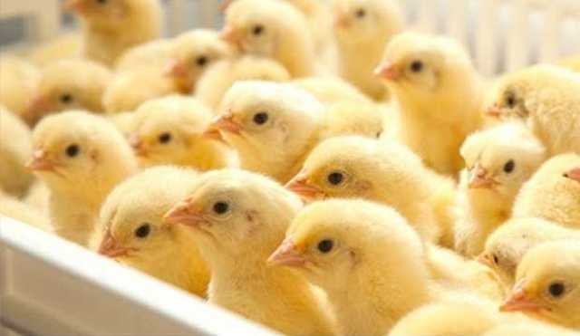 بورصة الدواجن.. أسعار الكتاكيت البيضاء اليوم الثلاثاء 2 ديسمبر 2025