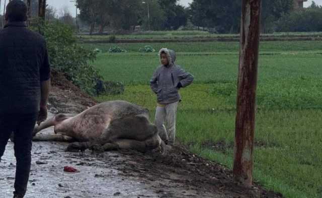 نفوق جاموسة صعقًا بالكهرباء بسبب سوء الطقس بالقليوبية والأهالي يستغيثون: أعمدة الإنارة بتكهرب