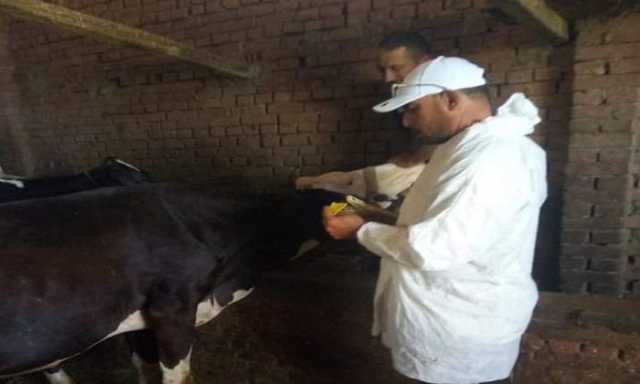 تحصين 151 ألف رأس ماشية ضد الحمى القلاعية والوادي المتصدع بالقليوبية