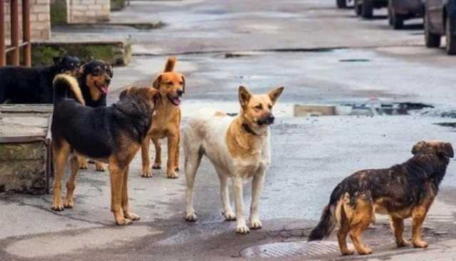 مبادرة شاملة لإنهاء أزمة الكلاب الضالة في أسوان