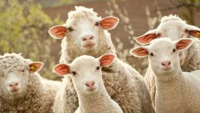 «الكيلو قايم بكام؟».. أسعار الأضاحي اليوم الثلاثاء 13 مايو 2025