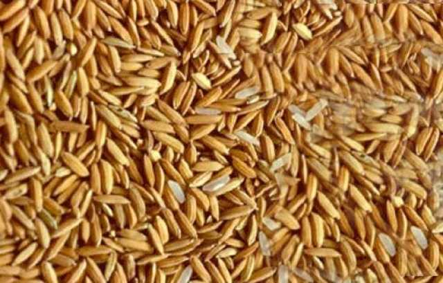 سعر طن الأرز الشعير اليوم الإثنين 14 أبريل 2025
