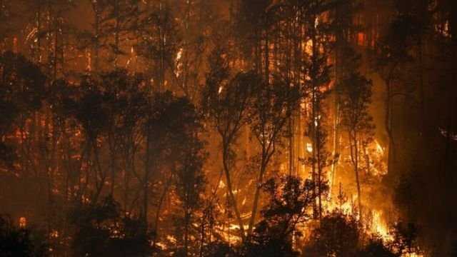مصرع وإصابة 10 أشخاص في حرائق غابات كوريا الجنوبية