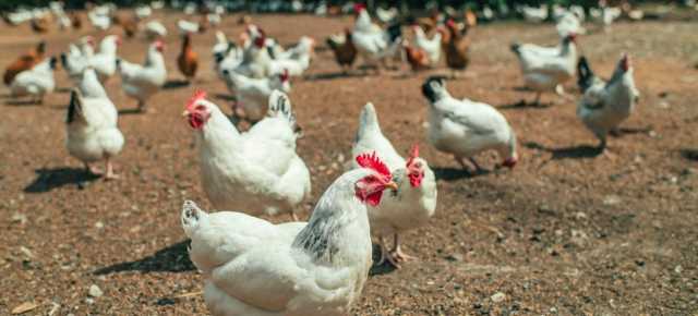 الكيلو بكام؟.. ننشر أسعار الفراخ وكرتونة البيض اليوم الثلاثاء 4 نوفمبر