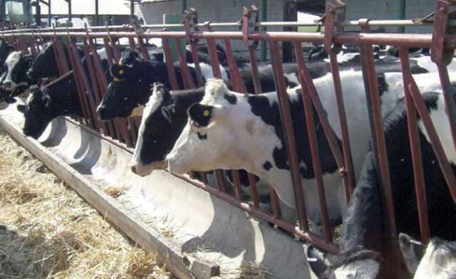 «الزراعة»: تحصين أكثر من 1.5 مليون رأس ماشية ضمن الحملة القومية حتى الآن