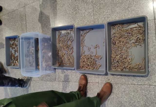 إحباط عملية محاولة تهريب عدد كبير من الزواحف بمطار مراكش-منارة