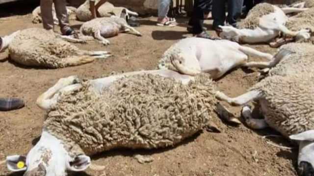 نفوق عدة رؤوس أغنام دهسًا في الرمثا بسبب مركبة مسرعة