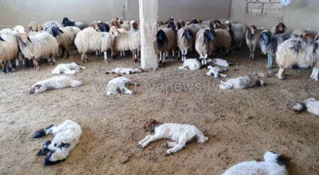نفوق 8 أغنام جراء صاعقة رعدية في الكرك
