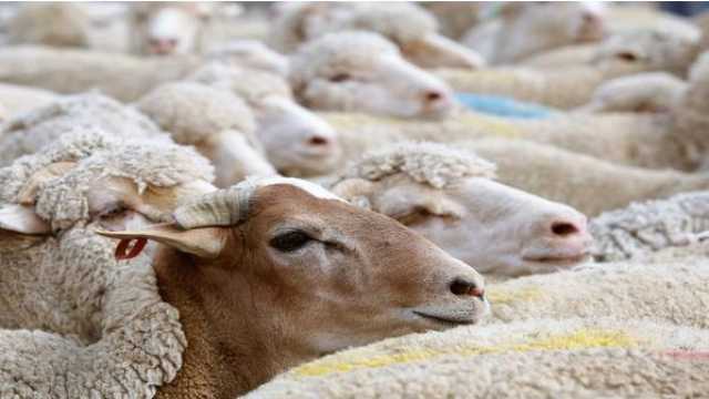 بدء استقبال طلبات حظائر بيع الأضاحي إلكترونيا من اليوم
