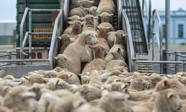 الكواليت ينفي منع استيراد الأغنام الرومانية..الإجراءات مستمرة ولا تشديد في الفحوصات