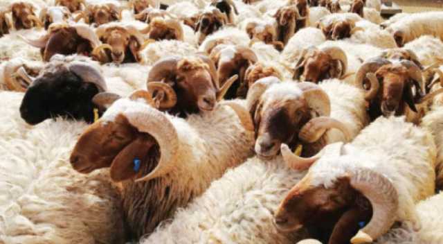 الإقبال على شراء الأضاحي محدود ومنخفض