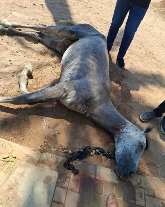 بالصور .. فرق الرقابة الصحية تنقذ حياة حصان في العقبة