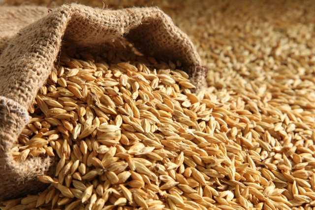 وزارة الصناعة تطرح عطاءات لشراء كميات ظخمة من قمح و شعير