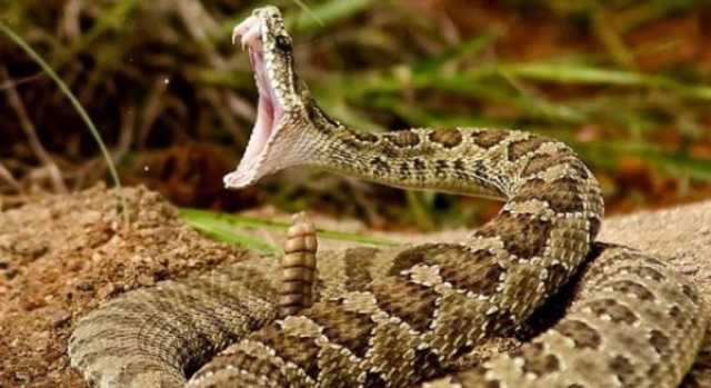 إغماء شخص بعد لدغة أفعى سامة في السلط