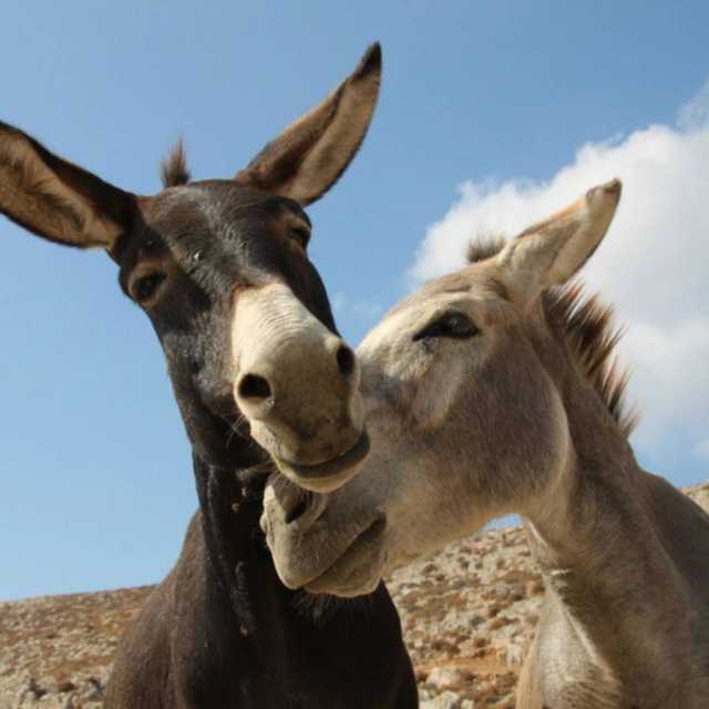 مسؤول مصري: التفاعل مع الحمير يقلل من التوتر