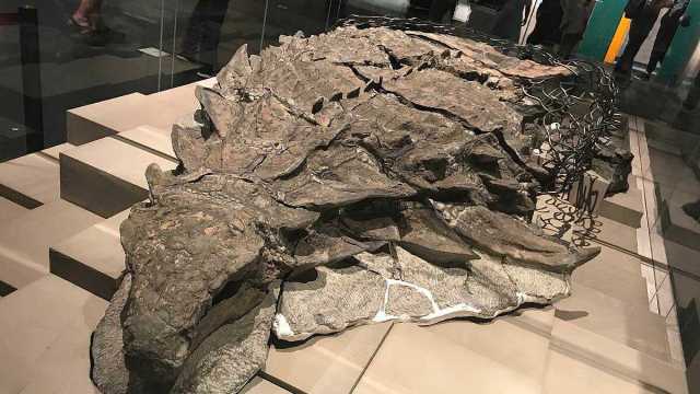 اكتشاف مومياء ديناصور نادرة في كندا تعود لـ110 ملايين سنة