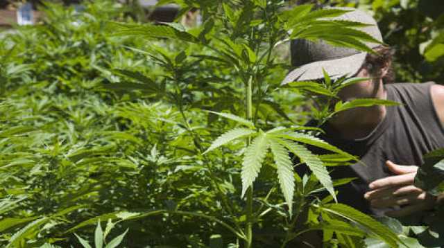 ترامب يدرس تخفيف القيود الفيدرالية على الماريجوانا وإعادة تصنيفها كأقل خطورة