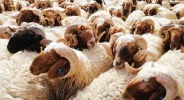 الاردن .. ارتفاع أعداد المواشي المستوردة 23%