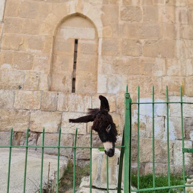 برأس حمار .. مستوطنون يدنسون مقبرة إسلامية بالقدس