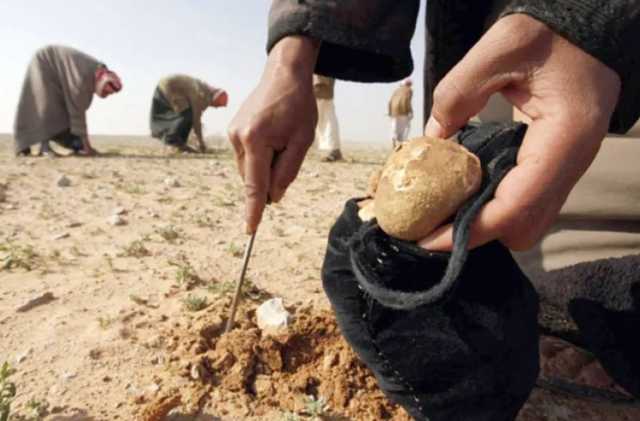 عاجل : ضحايا الكمأة .. مقتل 18 مدنياً خلال جني محصول الكمأة في سوريا