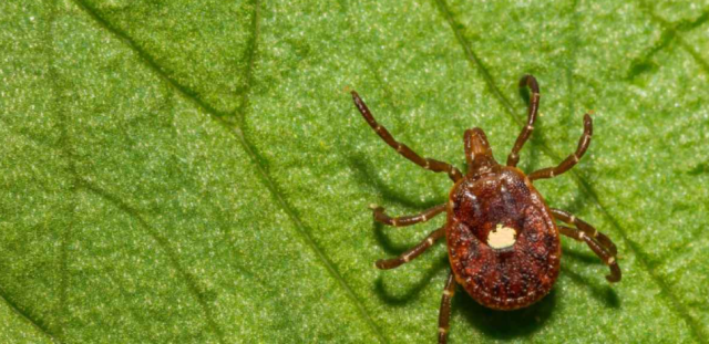 وفاة شاب بسبب حساسية البرغر .. لدغة قرادة تقتل طيارًا أمريكيًا بعد أشهر من الإصابة