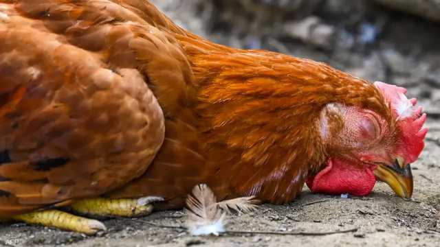 السلطات الفرنسية تعلن حالة طوارئ بسبب إنفلونزا الطيور