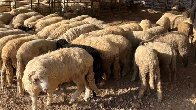 الضفة .. غلاء أسعار اللحوم يهدد شعيرة الأضاحي
