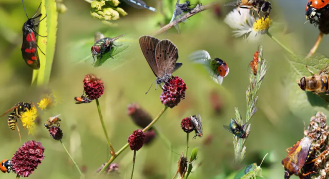 تقرير: تراجع انتشار الحشرات في العالم يُهدد بكارثة بشرية
