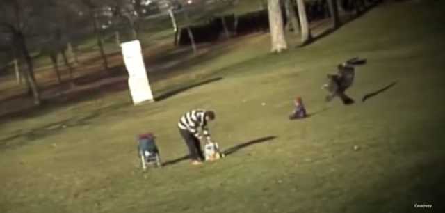 نسر يخطف طفلا من أمام أبيه.. هذه حقيقة فيديو