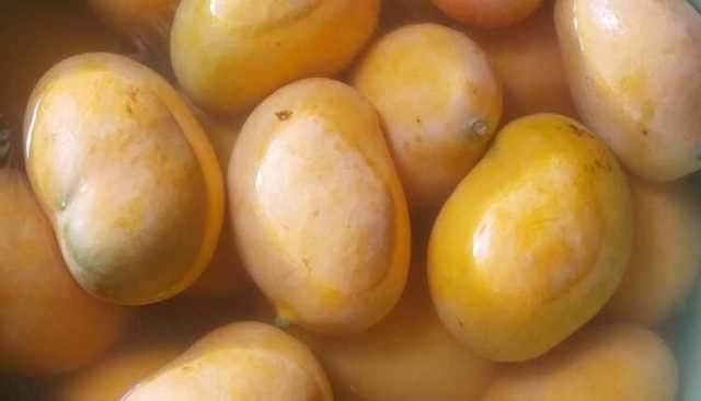 إنتاج وفير ضائع .. المنقة طعام للحيوانات بسبب الحرب في السودان